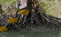 Evasion de la mangrove
